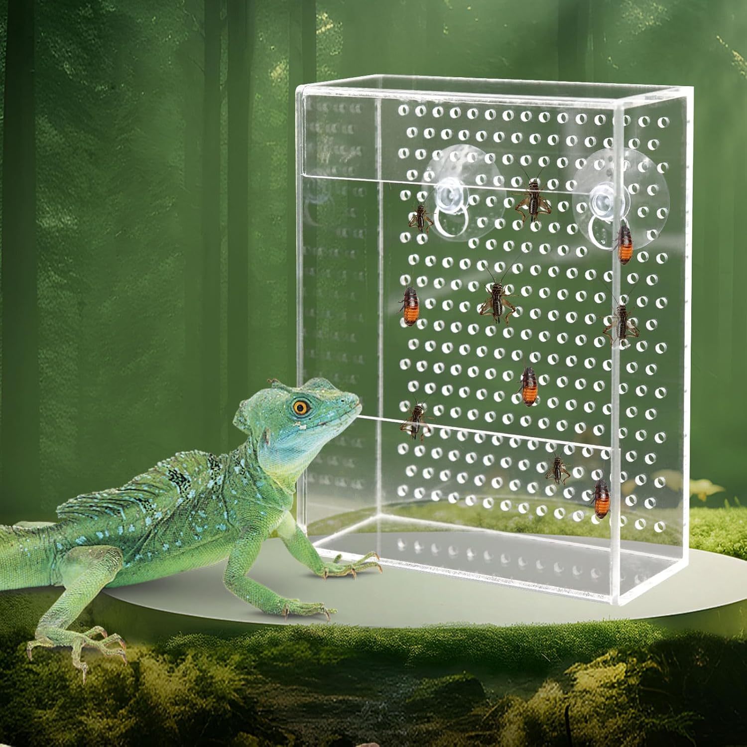 Clear acrylic reptile feeding box with suction cups and ventilation holes, live insect feeder for lizards, bearded dragons, geckos, wall-mounted design