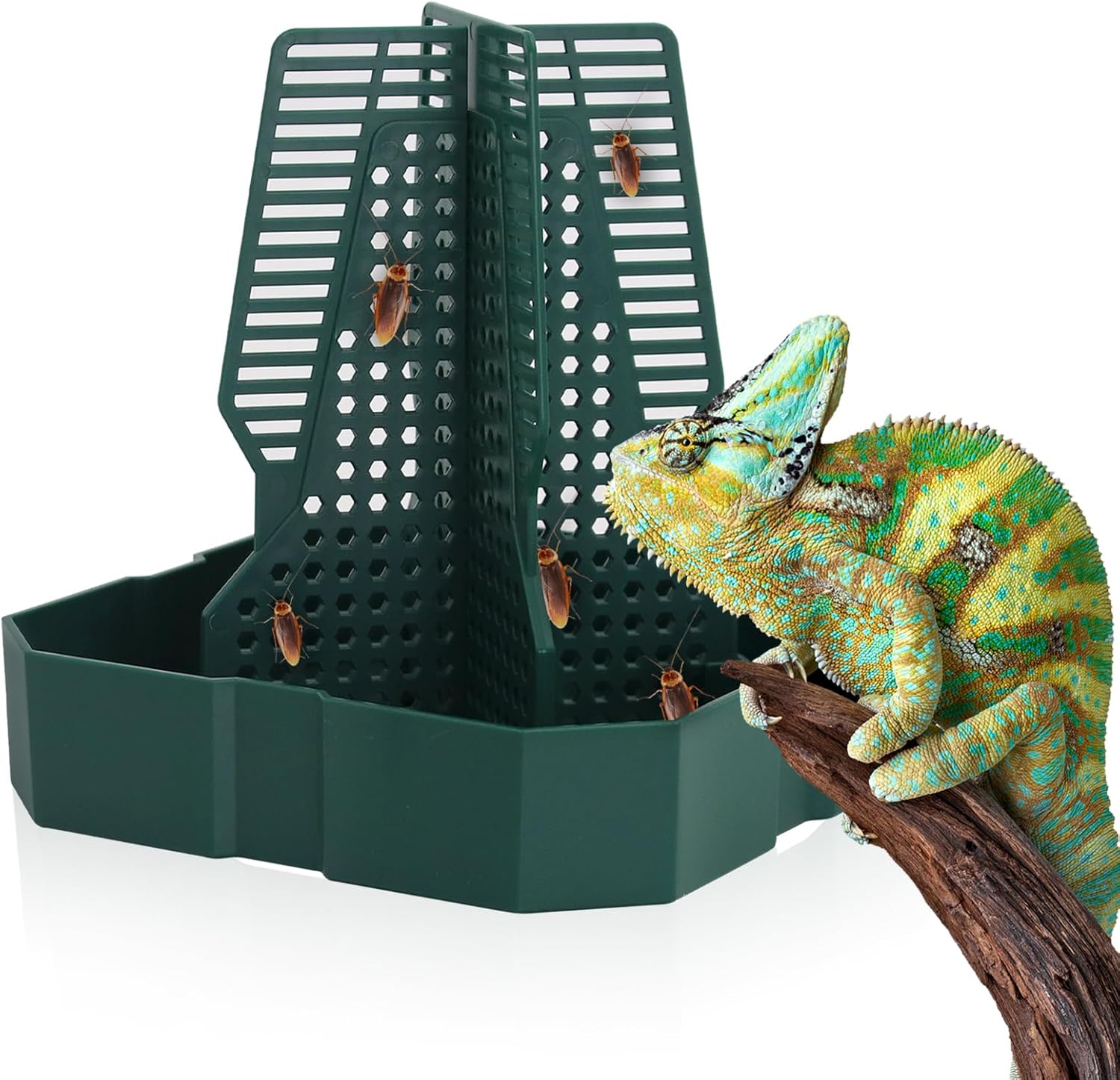 Reptile Insect Feeder Bowl with Climbing Column | Chameleon, Gecko & Lizard Bug Dish