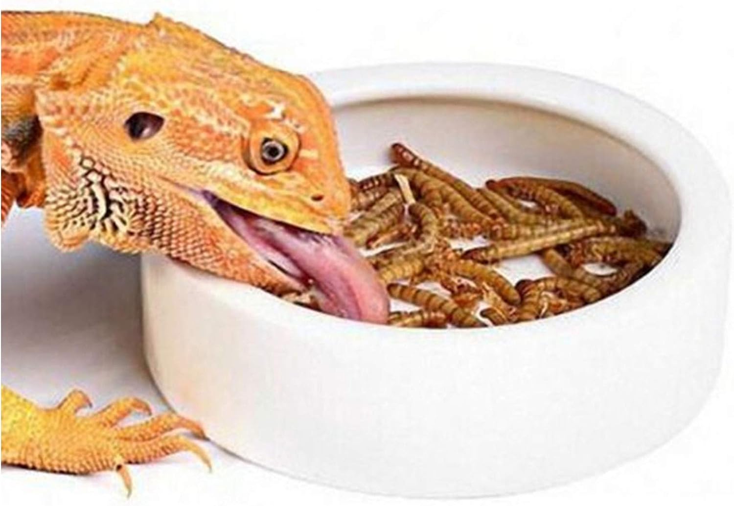 PawPlayHub Ceramic Anti-Escape Reptile Food & Water Dish For Lizard Gecko Bearded Dragon