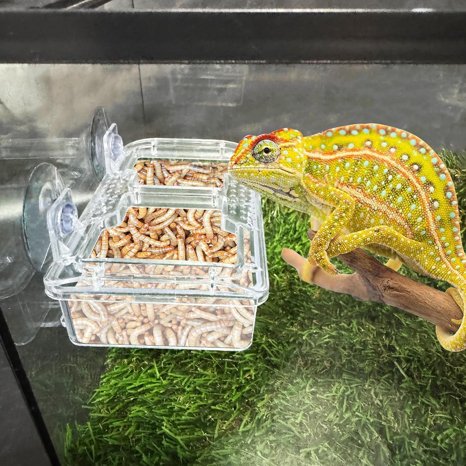 Reptile feeding bowl with suction cups attached to a terrarium glass, containing mealworms and being used by a chameleon, no-escape design for geckos and lizards