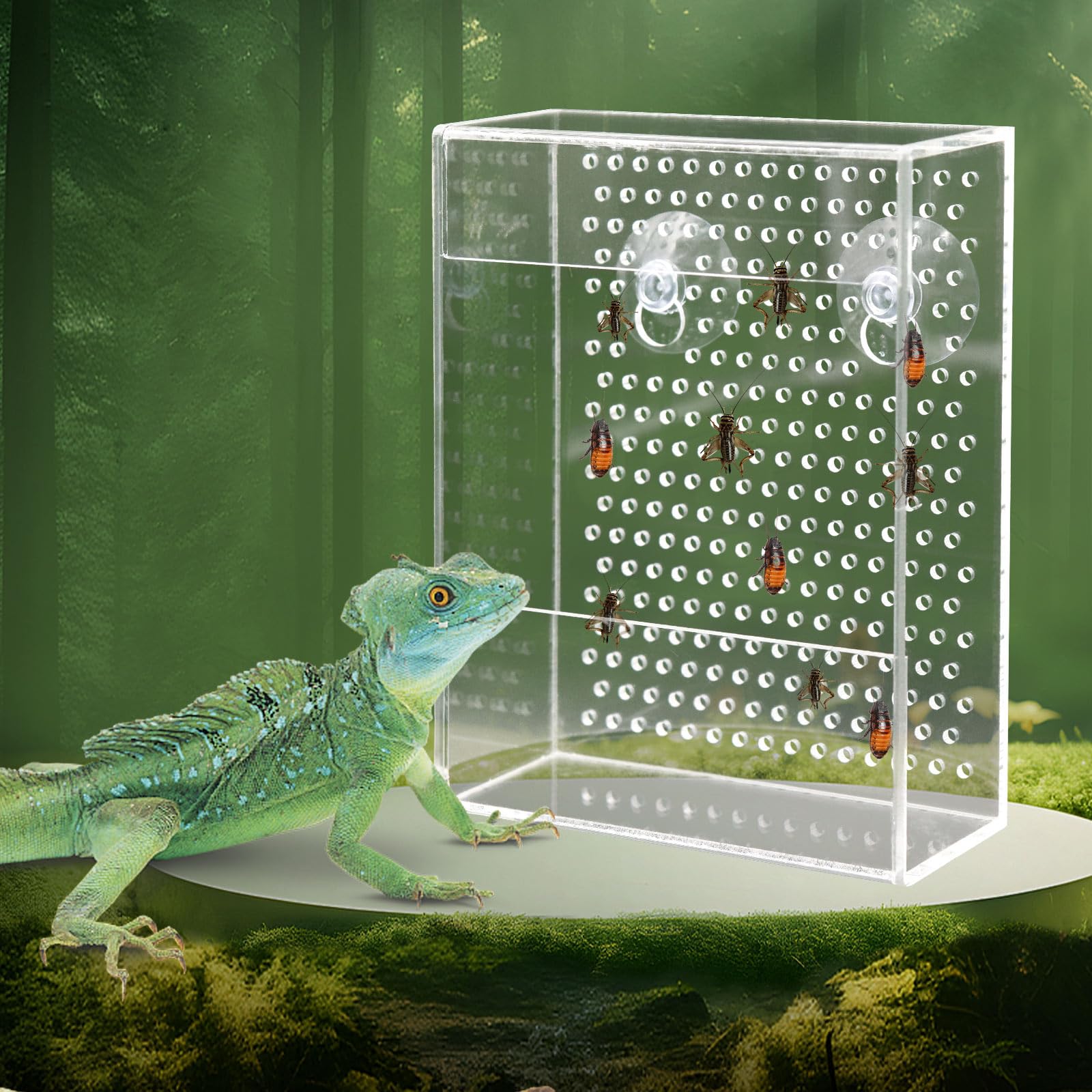Dense ventilation holes keep feeder insects contained while allowing your reptile to see and hunt naturally
Transparent acrylic material lets you easily monitor food levels and your pet’s feeding activity
Suction cups enable quick and secure mounting inside any standard reptile terrarium
