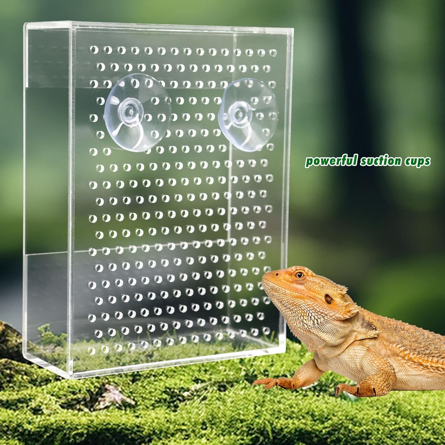 Ventilated acrylic reptile live food feeder box with suction cups, wall-mounted design for terrariums, holds crickets and worms for lizards, transparent design lets reptiles see and hunt food