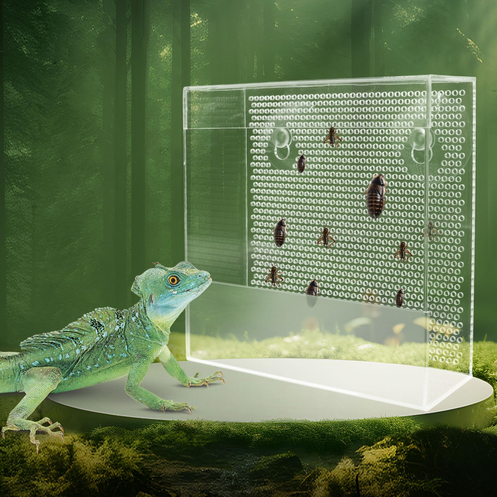 Reptile live insect feeder, acrylic hunting feeding box for lizards, wall-mounted terrarium feeder